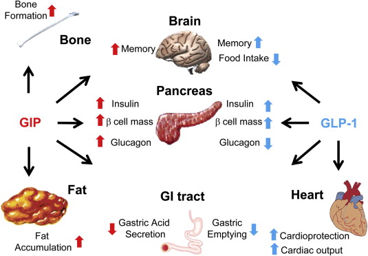 Cơ chế GIP/GLP-1 là gì?